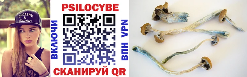 где найти   Красноярск  Псилоцибиновые грибы Psilocybine cubensis 